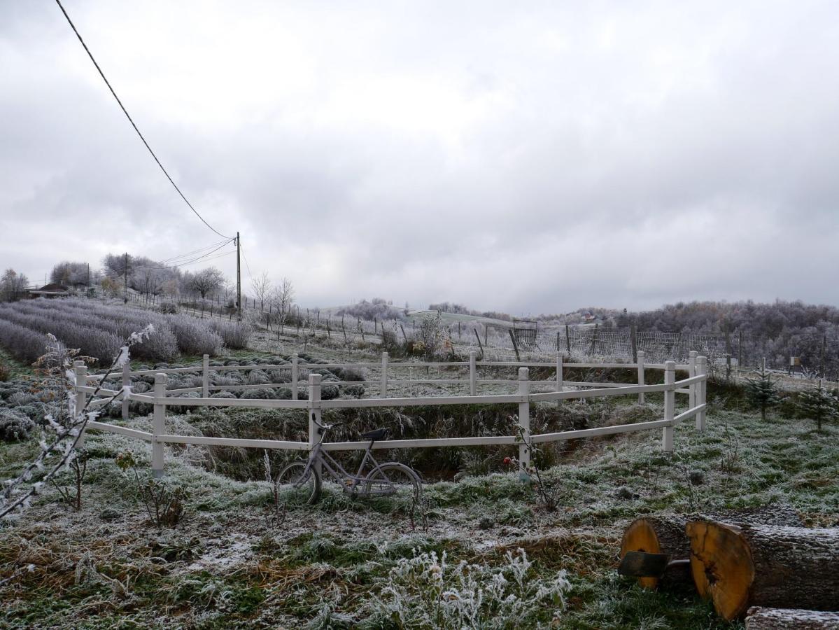 Rose Hip Hill Farm Acomodação com café da manhã Valea Tirnei Exterior foto